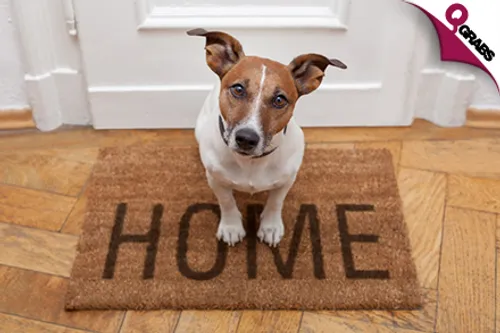 For QR39 Get Ready to Save a Life with a Pet Adoption Online Course! (QR742 Value)